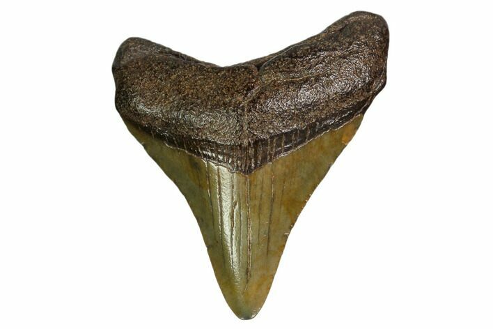 Juvenile Megalodon Tooth - Georgia #158781